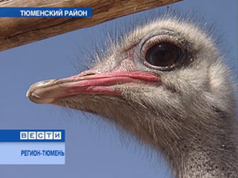 На тюменской ферме страусы снесли первые яйца