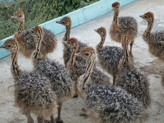 В Тюменской области начали выращивать страусов