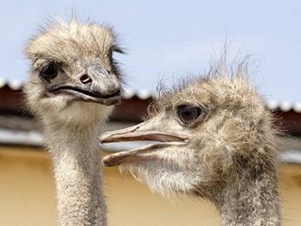 Африканских страусов тюменские морозы не испугали