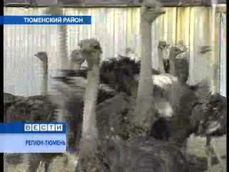 На тюмеской ферме ожидают первое потомство страусов