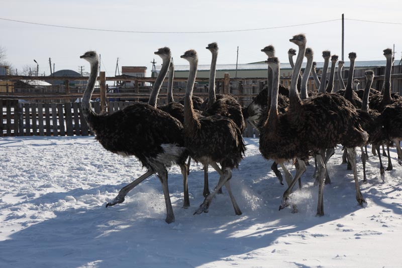 Страусиная ферма Тюменский страус - Не зарывая голову в песок